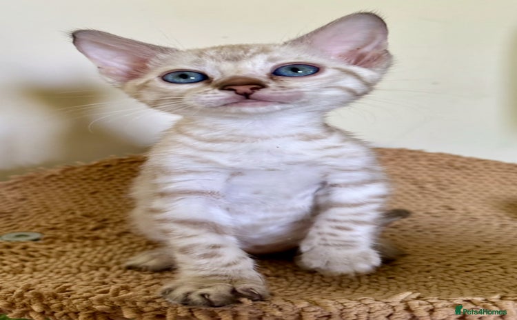 Bengal cats - Advert 2