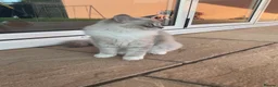 Ragdoll cats for sale: Beautiful 5 month old Mink Lynx Ragdoll - Advert 3