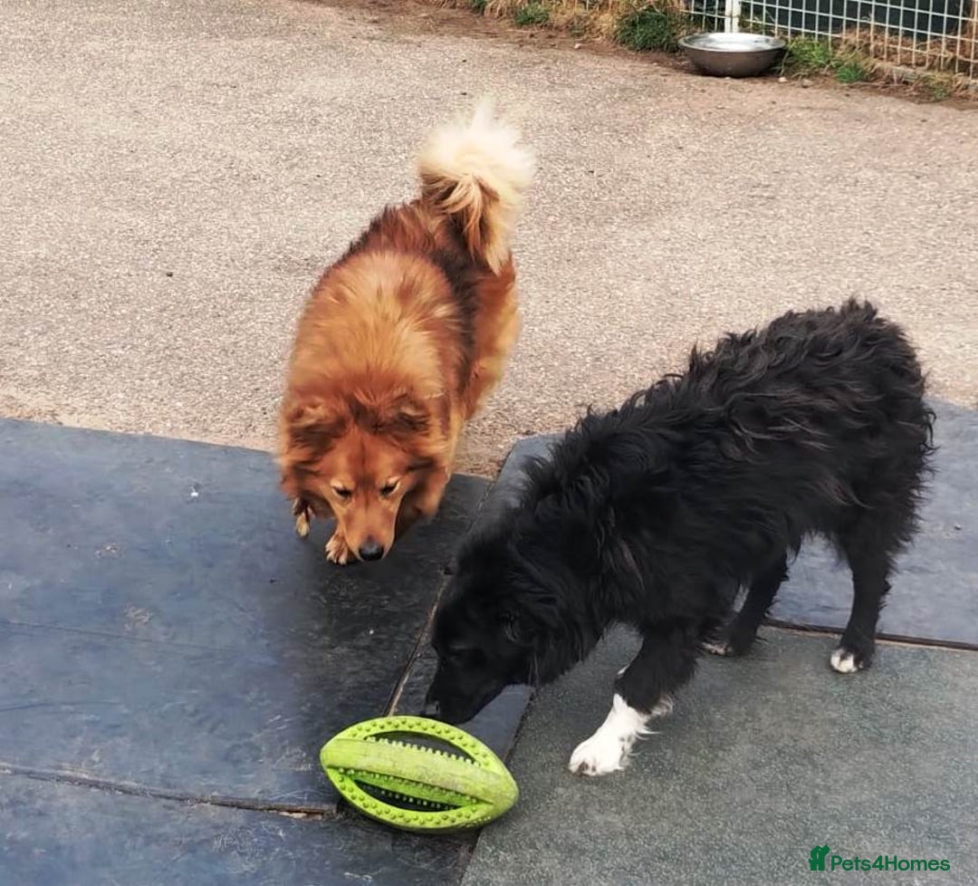 Mixed Breed dogs for adoption: MONTY – an example of Resilience and Devotion - Advert 18