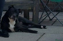 Mixed Breed dogs Lunaa - Advert 2