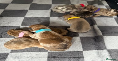 Mixed Breed dogs - Advert 16