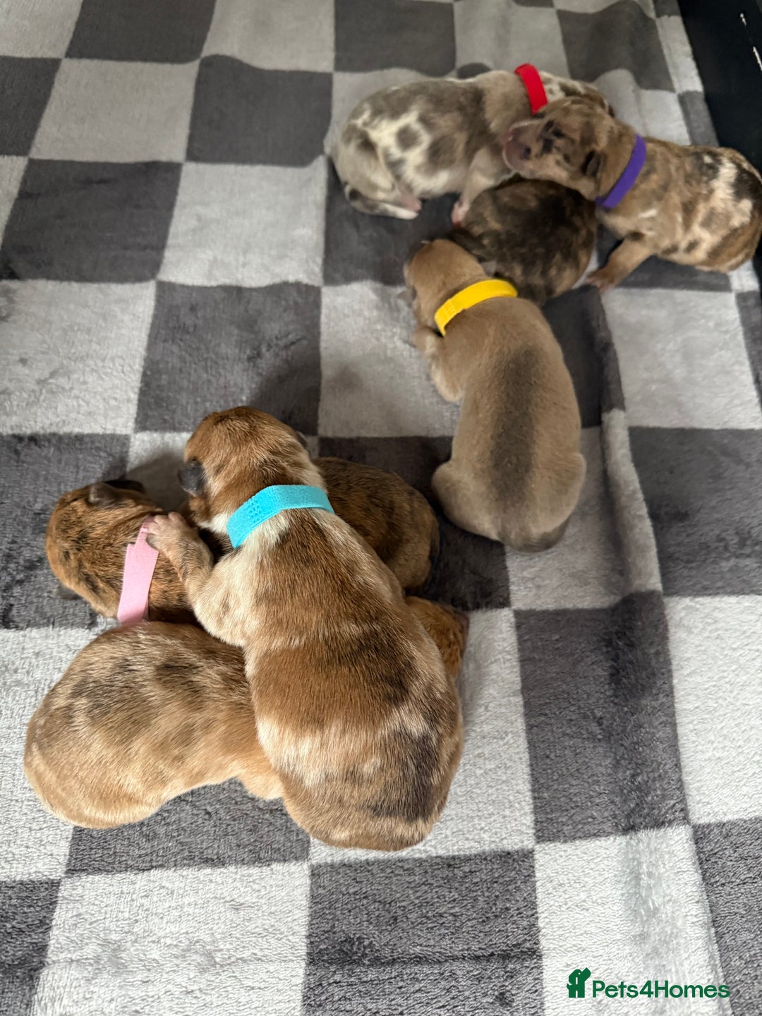 Mixed Breed dogs for sale: German Shepherd x Saluki Lurcher Puppies  - Image 2