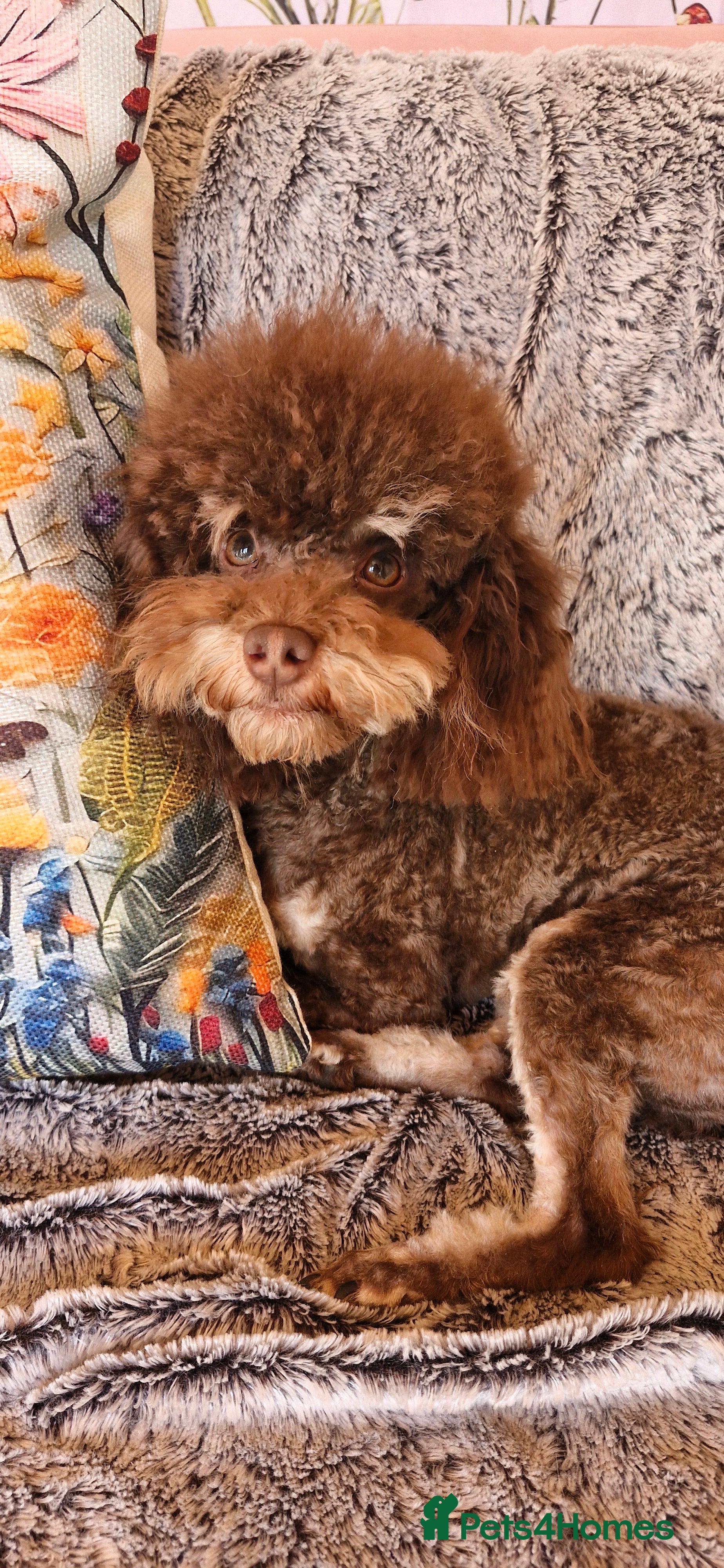 Toy Poodle dogs Gorgeous Ralph kc toy poodle STUD ONLY in Lincoln - Advert 14