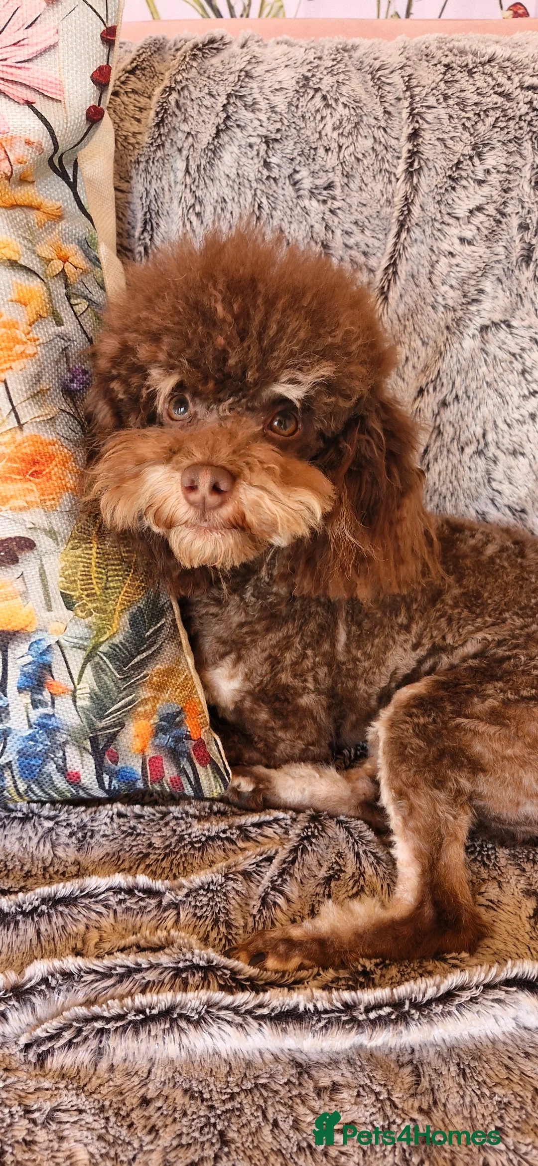 Toy Poodle dogs for stud: Gorgeous Ralph kc toy poodle STUD ONLY in Lincoln - Advert 1