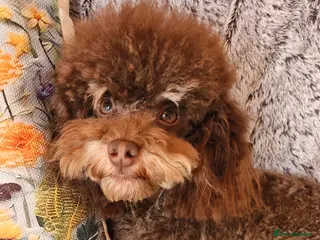 Toy Poodle dogs Gorgeous Ralph kc toy poodle STUD ONLY in Lincoln - Advert 14