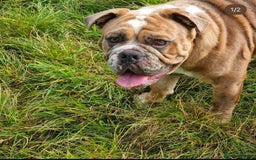 Olde English Bulldogge dogs for stud: 2 olde English bulldogs brothers for stud - Image 9