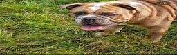 Olde English Bulldogge dogs for stud: 2 olde English bulldogs brothers for stud - Advert 9