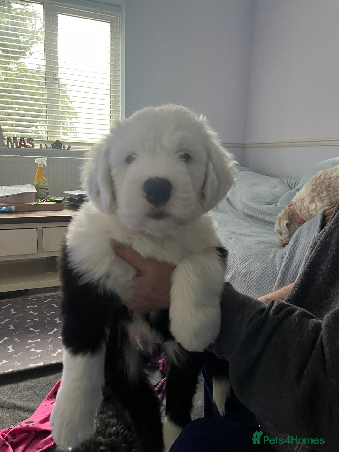 Old English Sheepdog dogs for sale: Old English Sheepdog Puppies - Advert 5