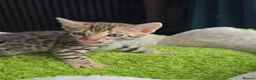 Bengal cats for sale: Outstanding rosetted brown bengal girls and boys🔥 - Advert 33