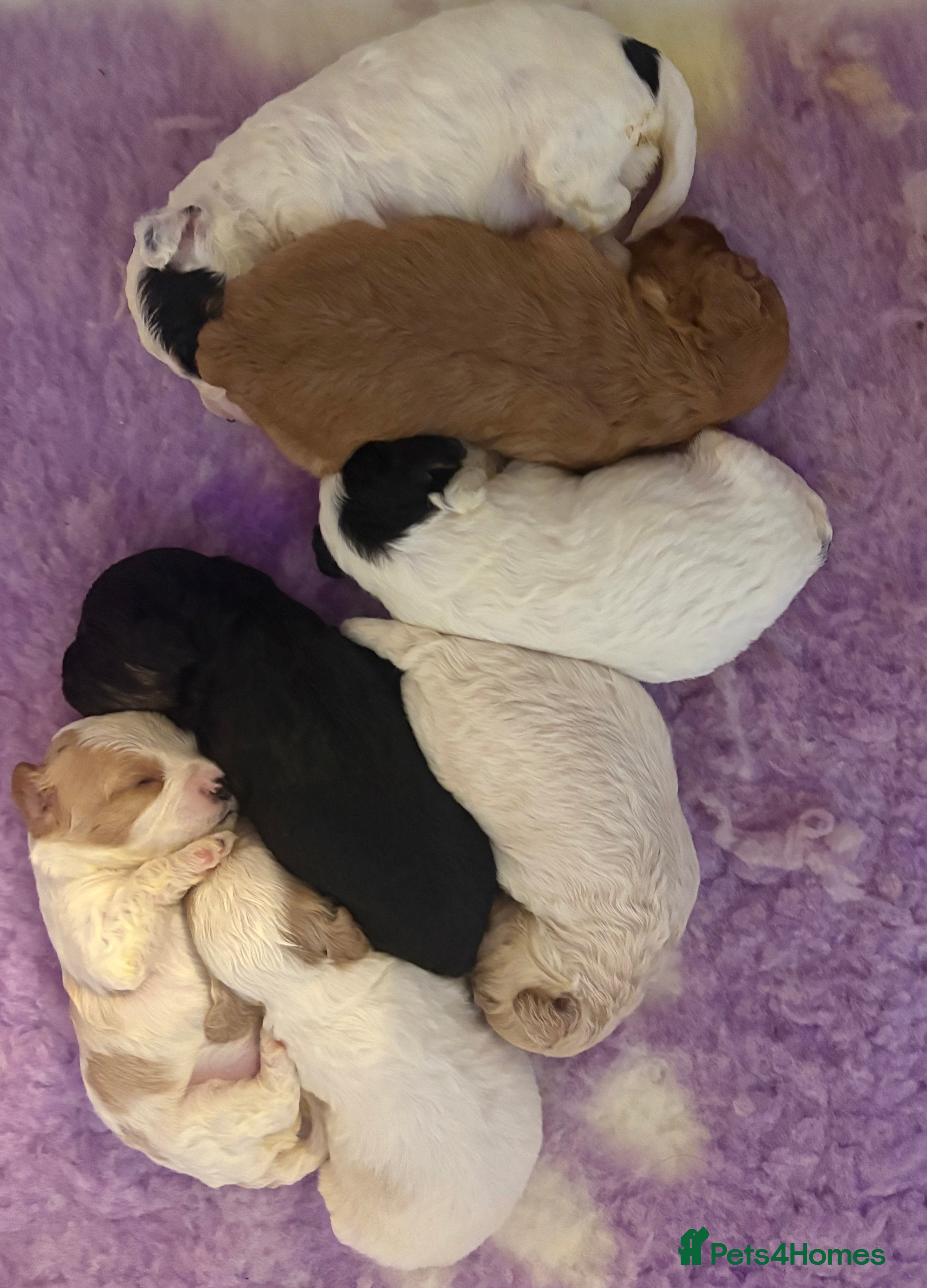 Cavapoo dogs ⭐ F1 Health tested Cavapoos⭐ - Advert 6