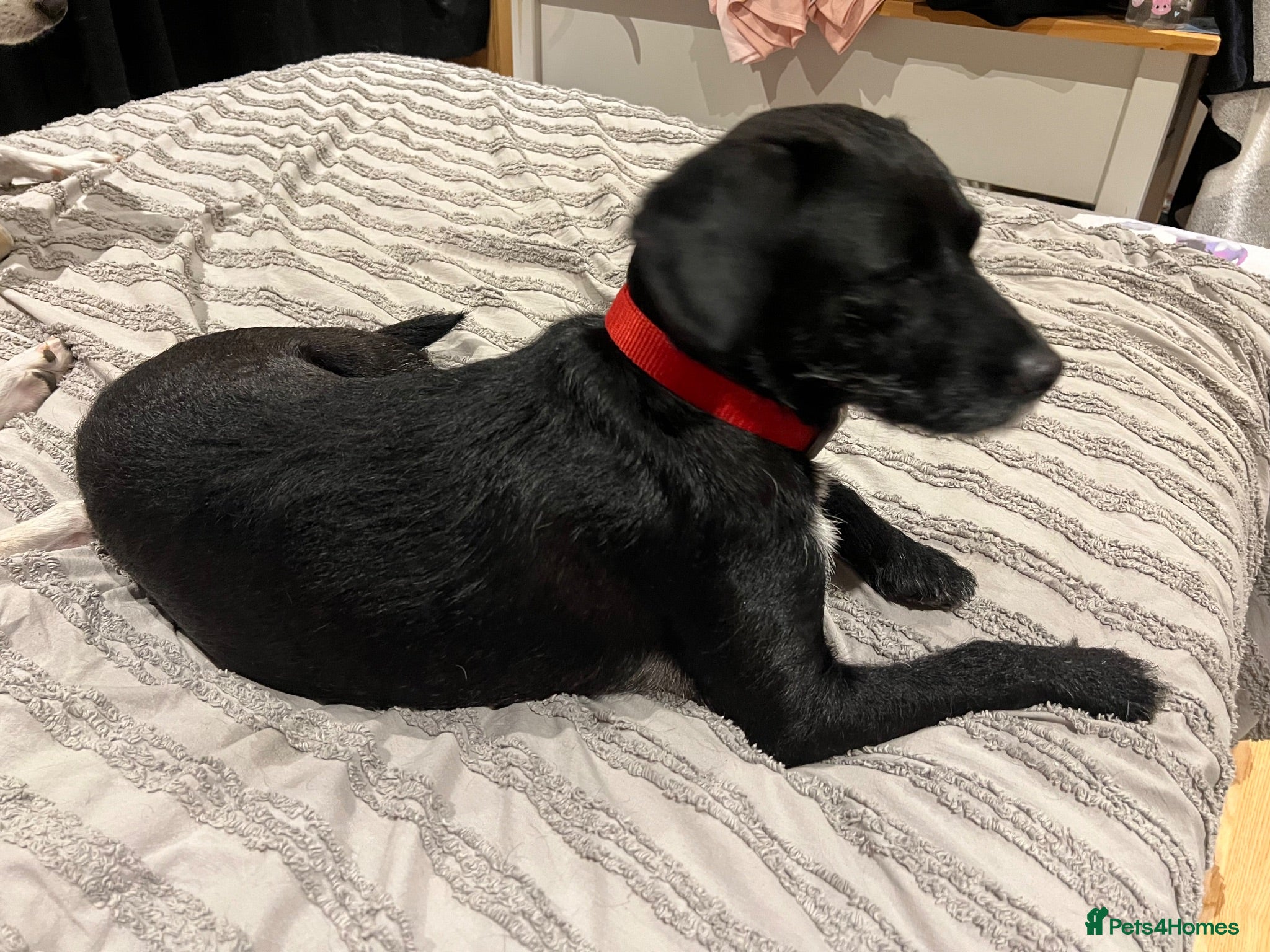 Patterdale Terrier dogs Male patterdale terrier  - Advert 1