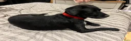 Patterdale Terrier dogs for sale: Male patterdale terrier  - Advert 1