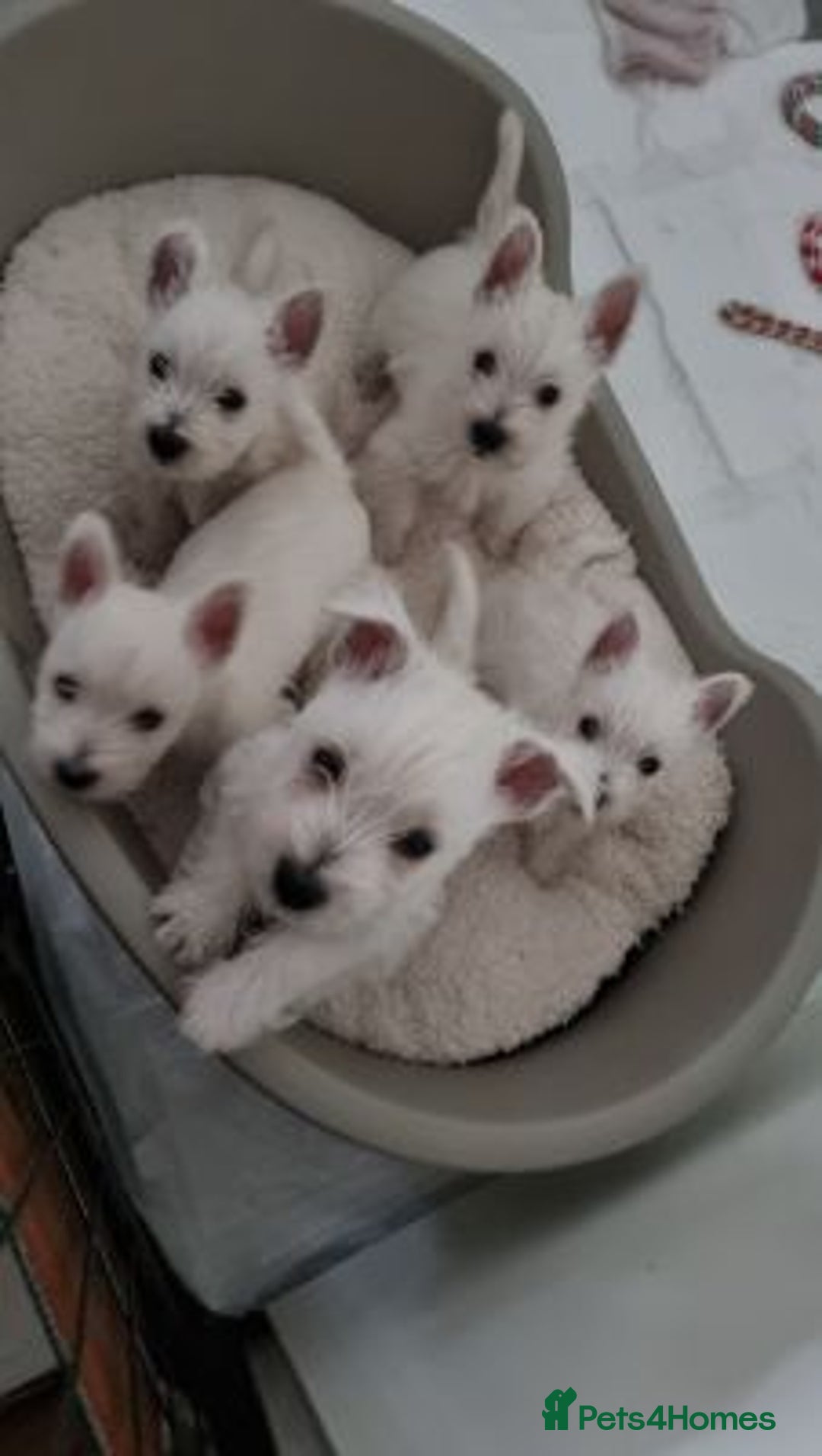 West Highland Terrier dogs for sale: TOP QUALITY WESTIE PUPPIES - Image 5