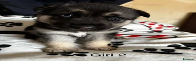 Shepsky 3