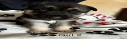 Shepsky dogs for sale: 3 beautiful shepsky puppies  in Stoke-on-Trent - Advert 3