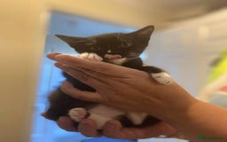 Mixed Breed cats for sale: 3 kittens looking for new families  - Image 5