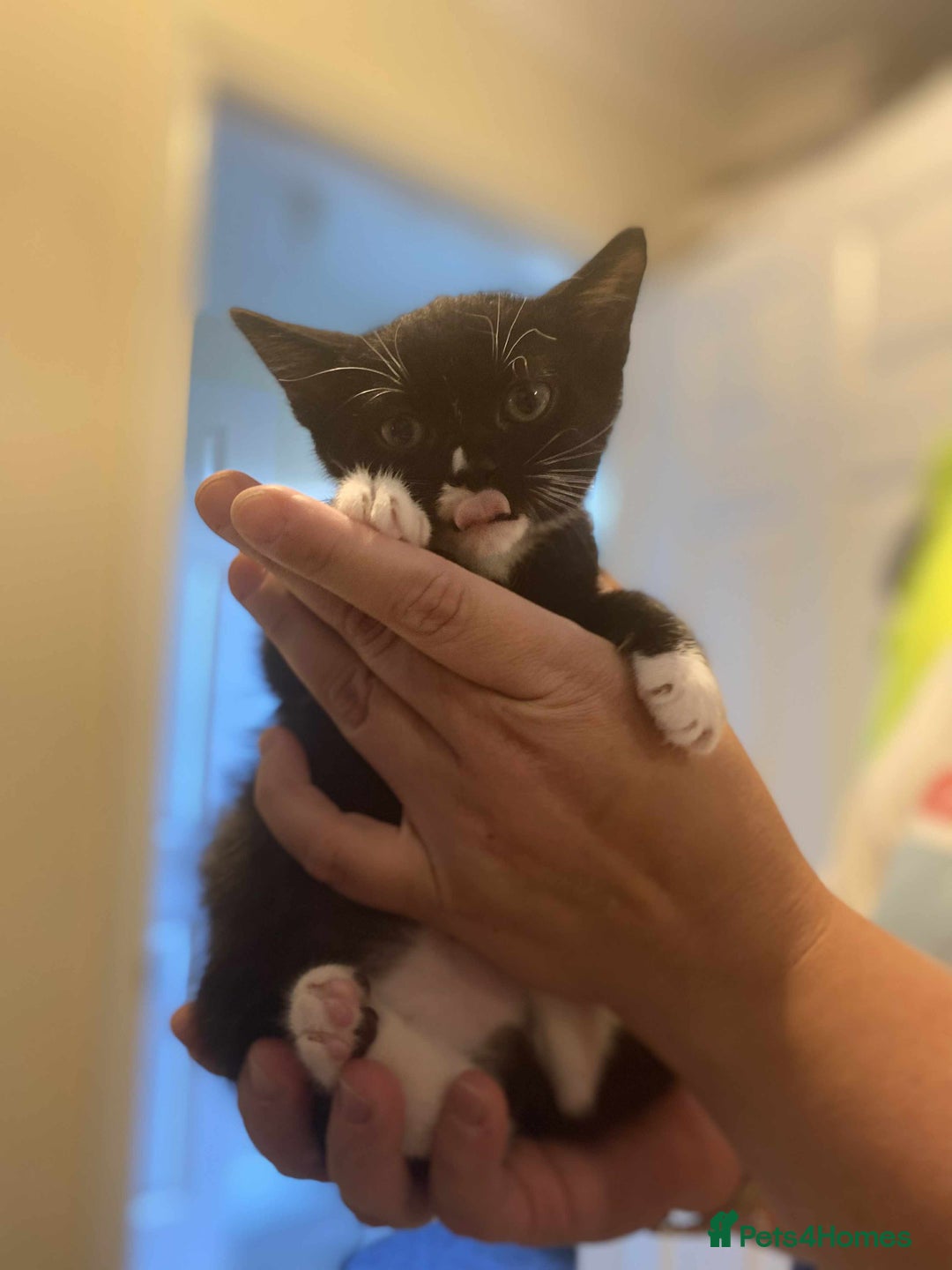 Mixed Breed cats for sale: 3 kittens looking for new families  - Image 5