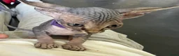 Sphynx cats for sale: Canadian x Elf Sphynx Kittens - Advert 5