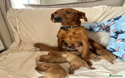 Labrador Retriever dogs for sale: Fox red Labrador puppies - Image 8