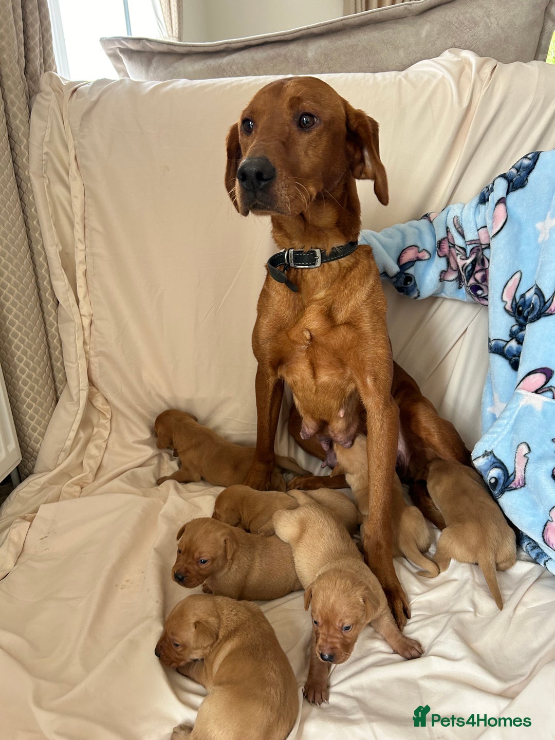 Labrador Retriever dogs for sale: Fox red Labrador puppies - Image 8