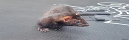 Ferret rodents for sale: Black self kit  in Newport - Advert 2