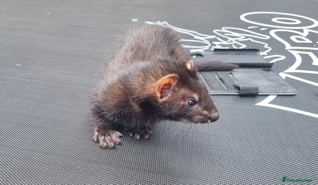 Ferret rodents for sale: Black self kit  in Newport - Advert 2