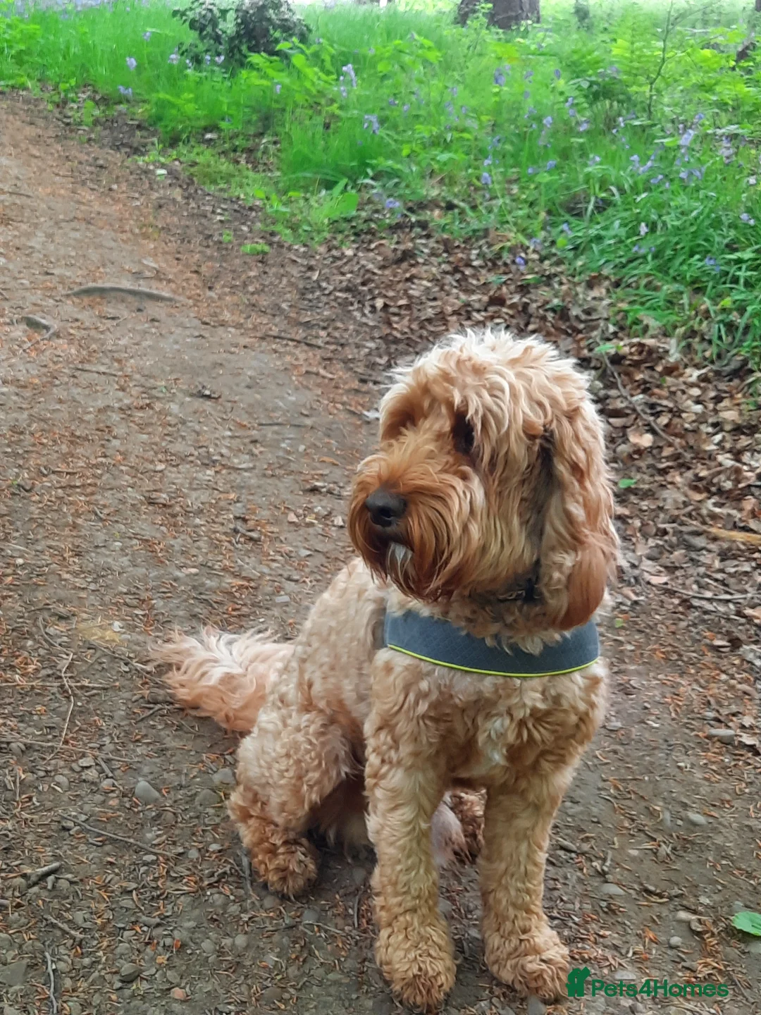 Cockapoo dogs for stud: Proven Cockapoo available for stud in Dalkeith - Advert 2