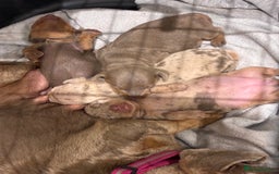 Miniature Dachshund dogs for sale: Beautiful litter of puppy’s  - Image 11