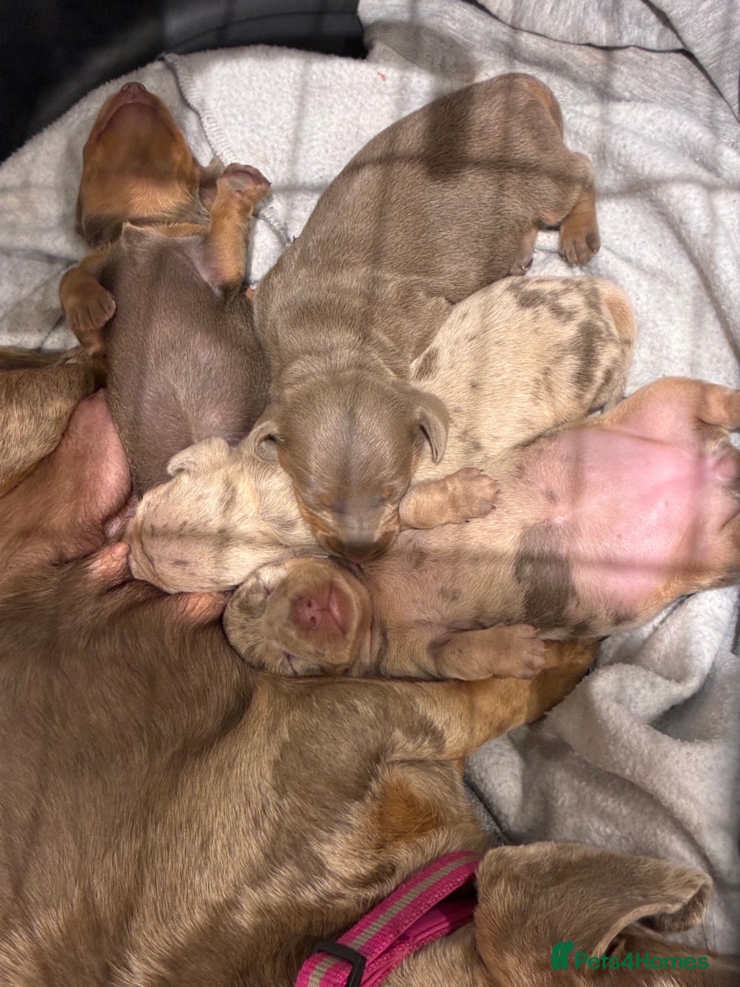 Miniature Dachshund dogs for sale: Beautiful litter of puppy’s  - Image 11