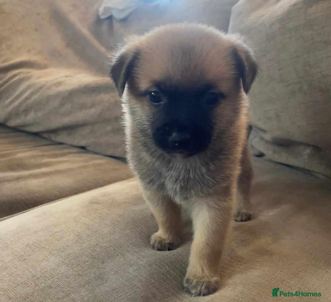 Pomchi dogs for sale: 2x Boy 1x Girl Pomchi Puppies   - Image 6
