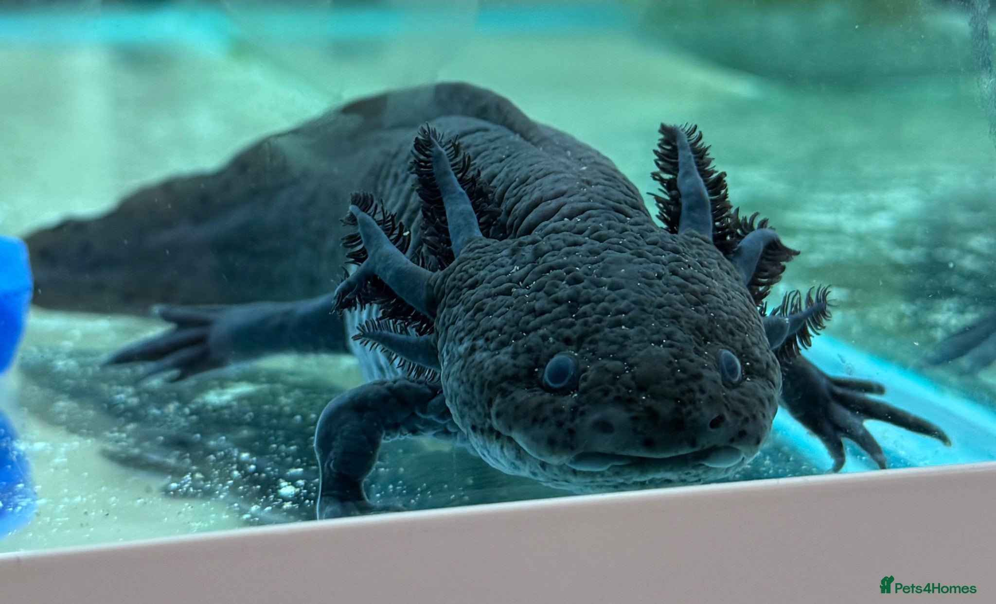 Axolotl reptiles Axolotl  - Advert 2