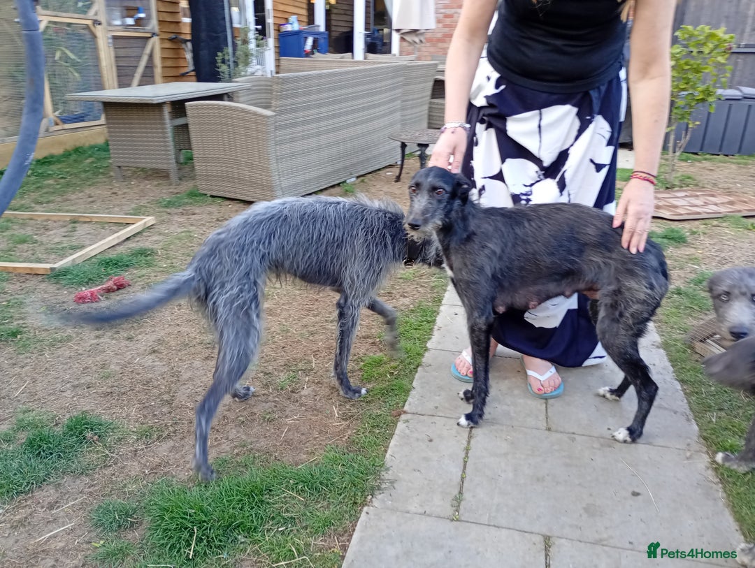 Lurcher dogs for sale: 1 female lurcher pup - Image 6