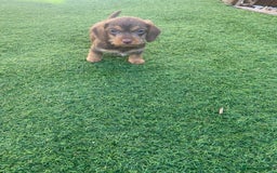 Mixed Breed dogs for sale: Daxipoo puppies - Image 3
