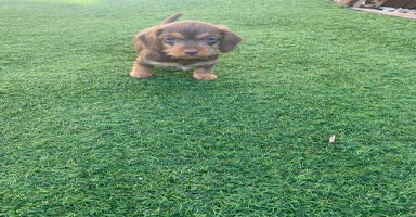 Mixed Breed dogs - Advert 3