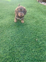 Mixed Breed dogs - Advert 3