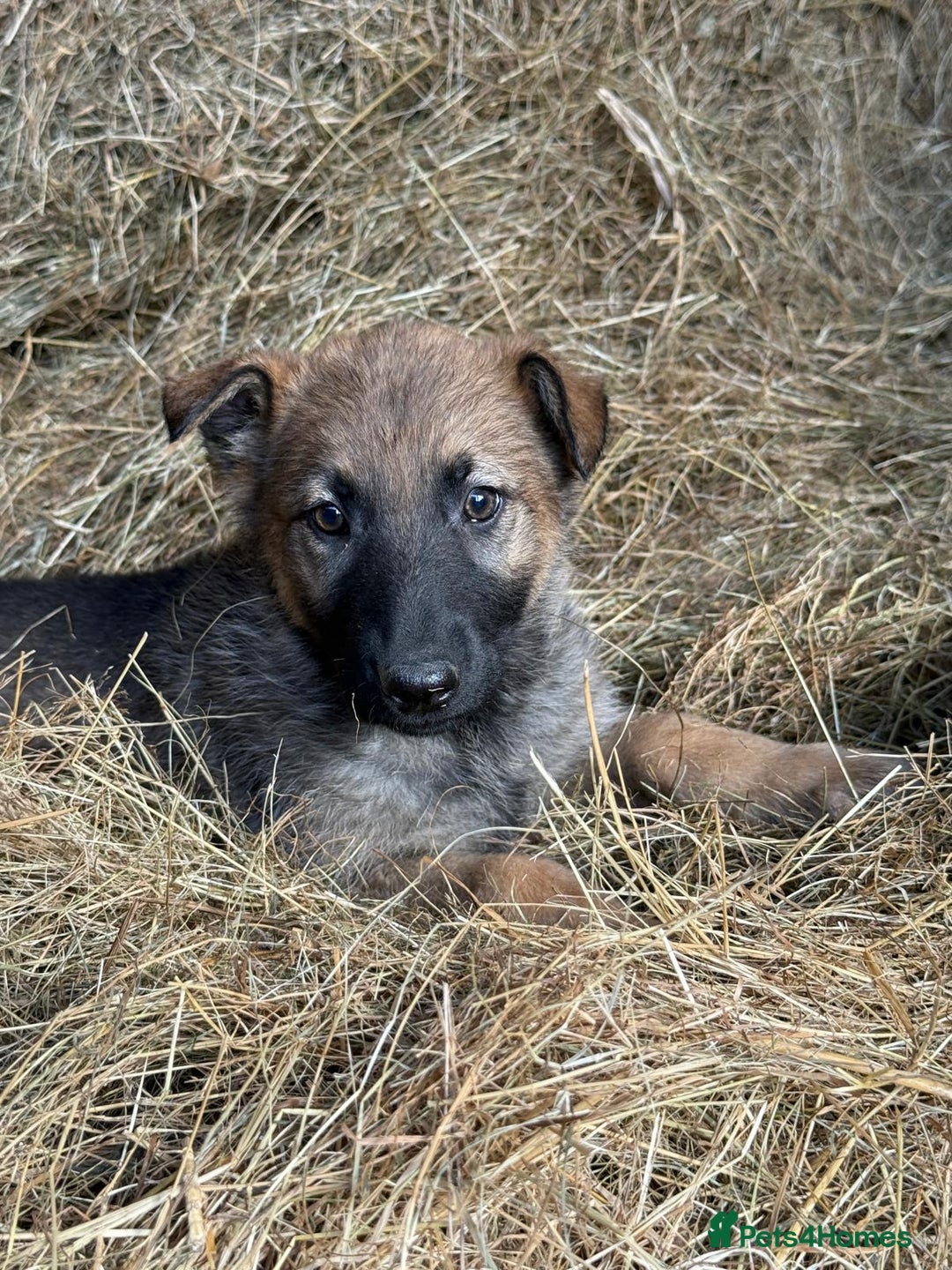 Belgian Shepherd Dog dogs for sale: belgium shepard  - Advert 5