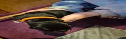 Mixed Breed dogs for sale: Cane corso x collie x ridgeback puppies - Advert 8