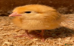 Chickens poultry for sale: Day old Female hybrid chicks  - Image 3