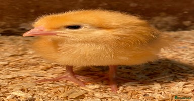 Chickens poultry - Advert 3