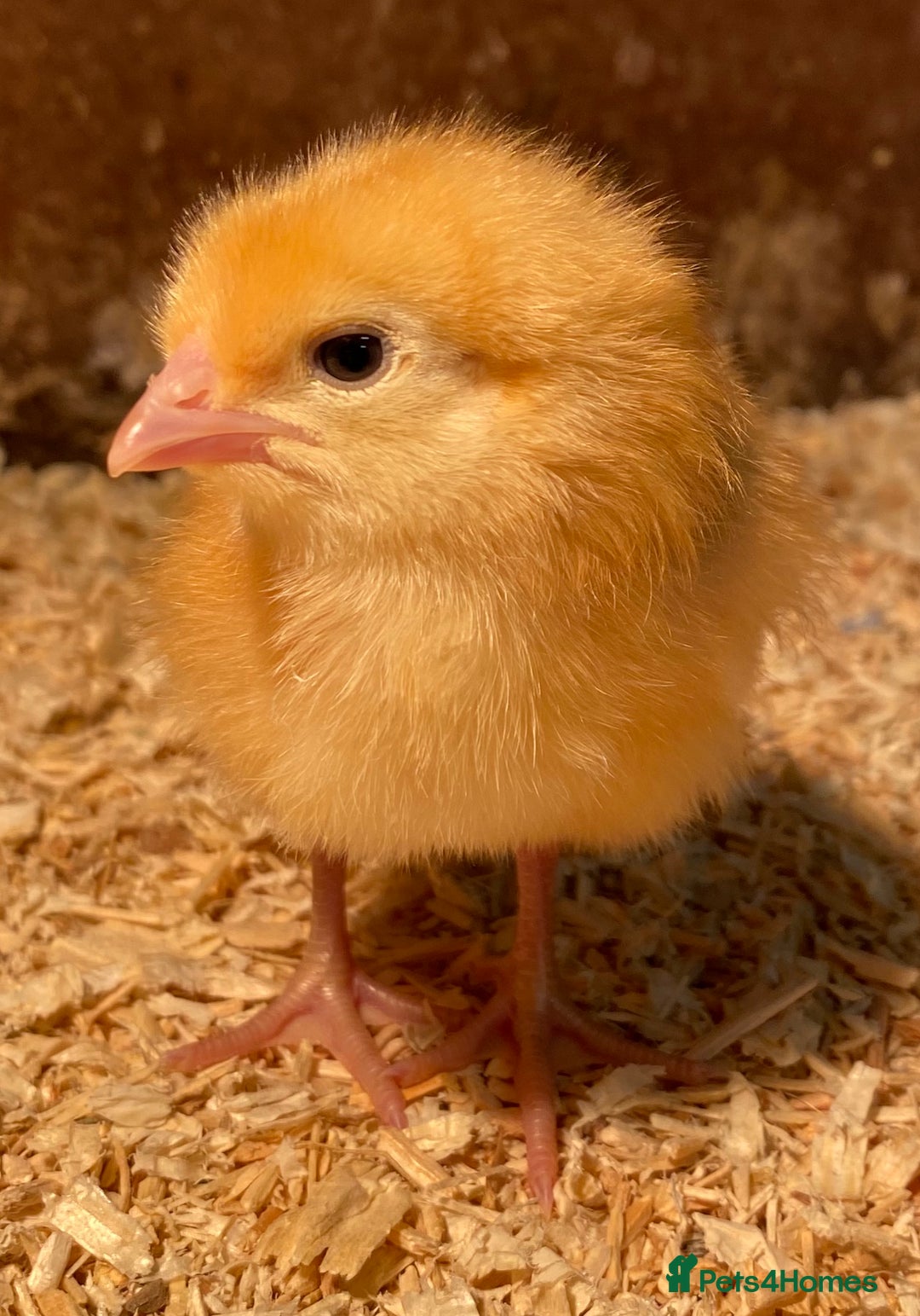 Chickens poultry for sale: Day old Female hybrid chicks  - Image 3