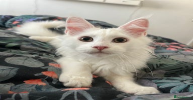 Maine Coon cats - Advert 9