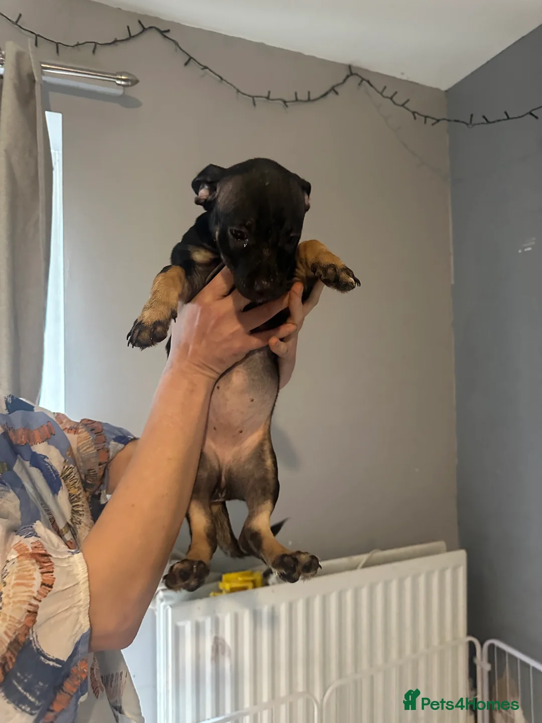 Mixed Breed dogs for sale: Mum stuffy x Dad chuwahwah x - Advert 3