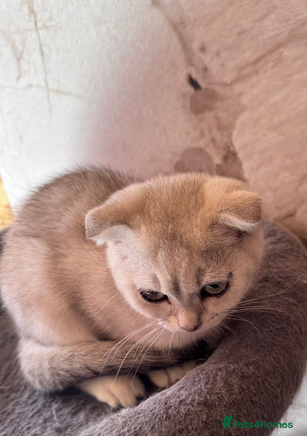 Scottish Fold cats for sale: Scottish fold kittens in hull - Image 29