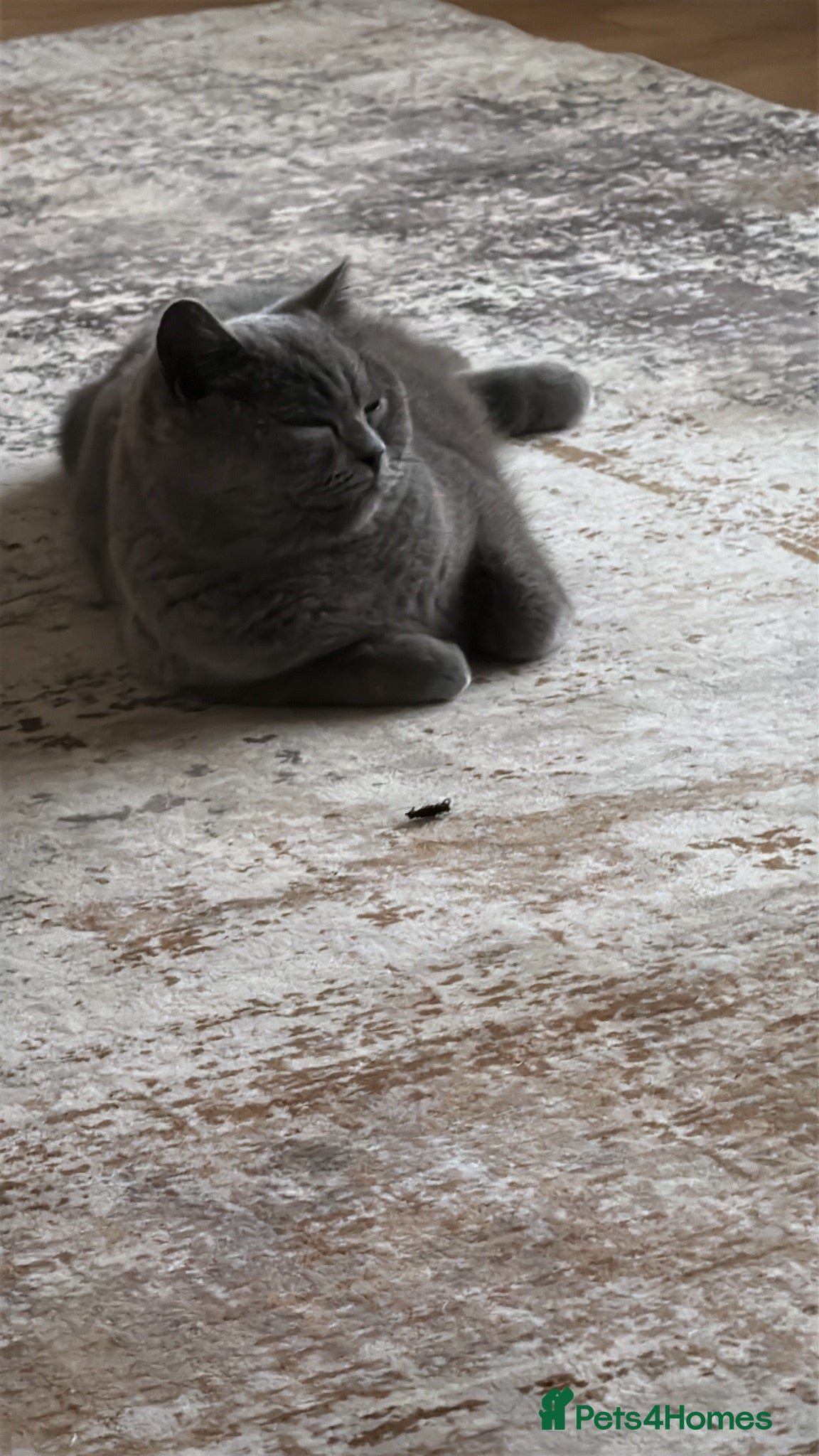 British Shorthair cats Stunning British Short Hair kittens  - Advert 2
