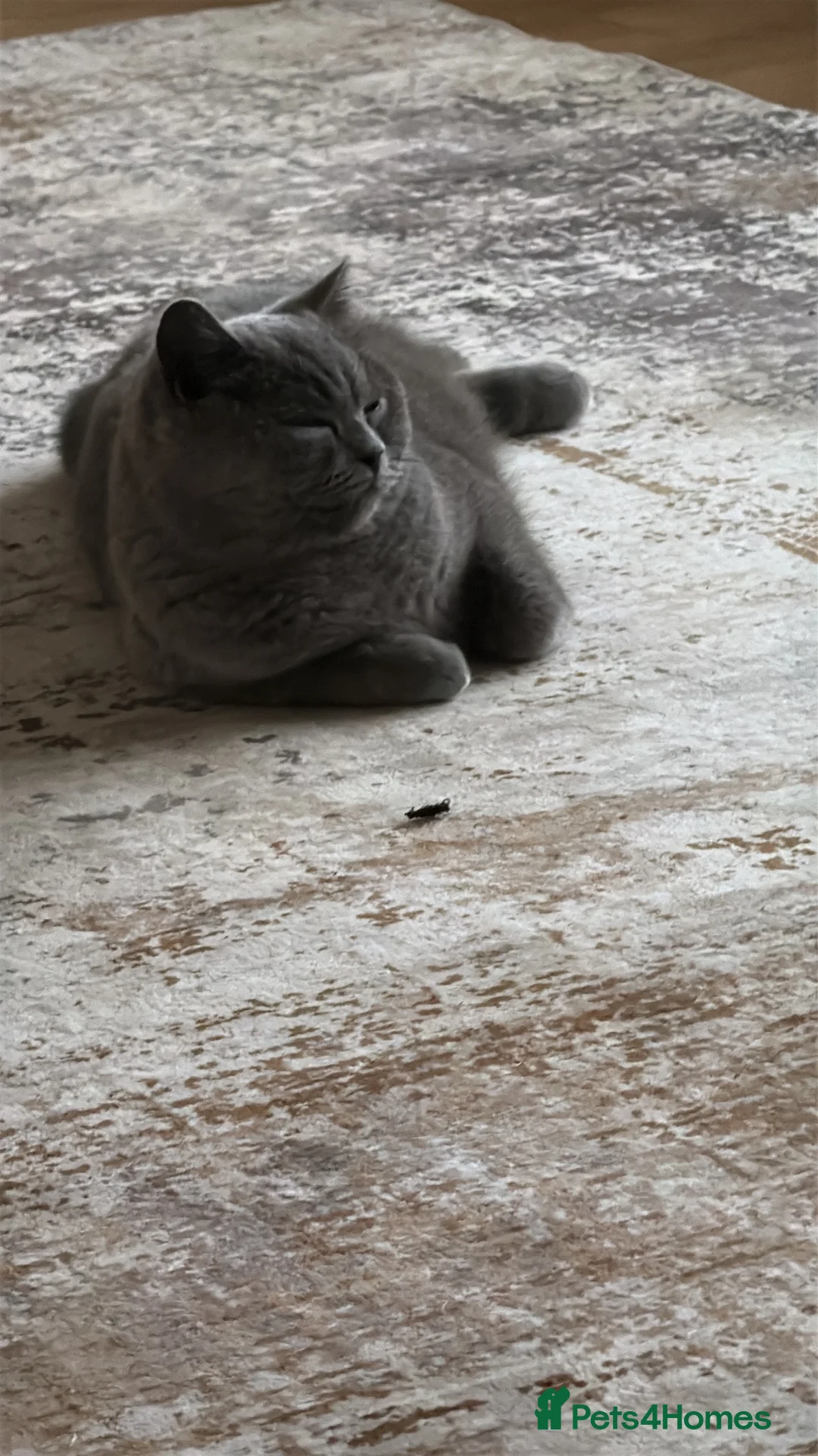 British Shorthair cats for sale: Stunning British Short Hair kittens  in Leyland - Advert 1