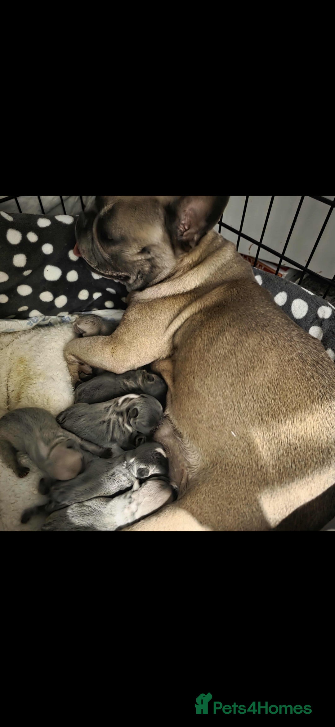 French Bulldog dogs for sale: French Bulldog puppys  - Image 6