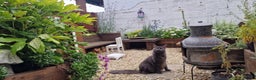 Maine Coon cats for sale: Evie and Dory main coons  - Advert 5