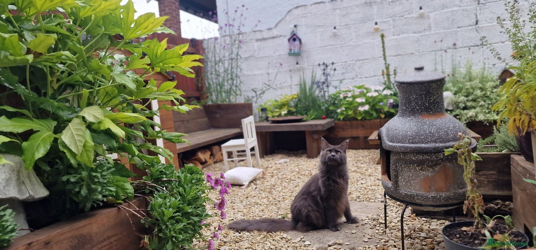 Maine Coon cats for sale: Evie and Dory main coons  - Advert 5