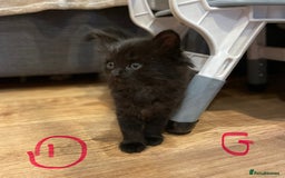 Ragdoll cats for sale: Half Ragdoll KITTENS - Image 11