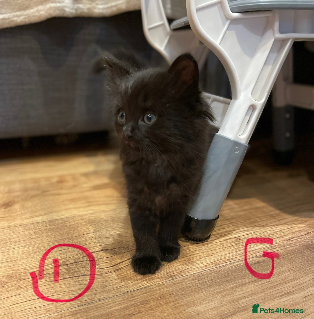 Ragdoll cats for sale: Half Ragdoll KITTENS - Image 11